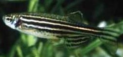 zebrafish-species